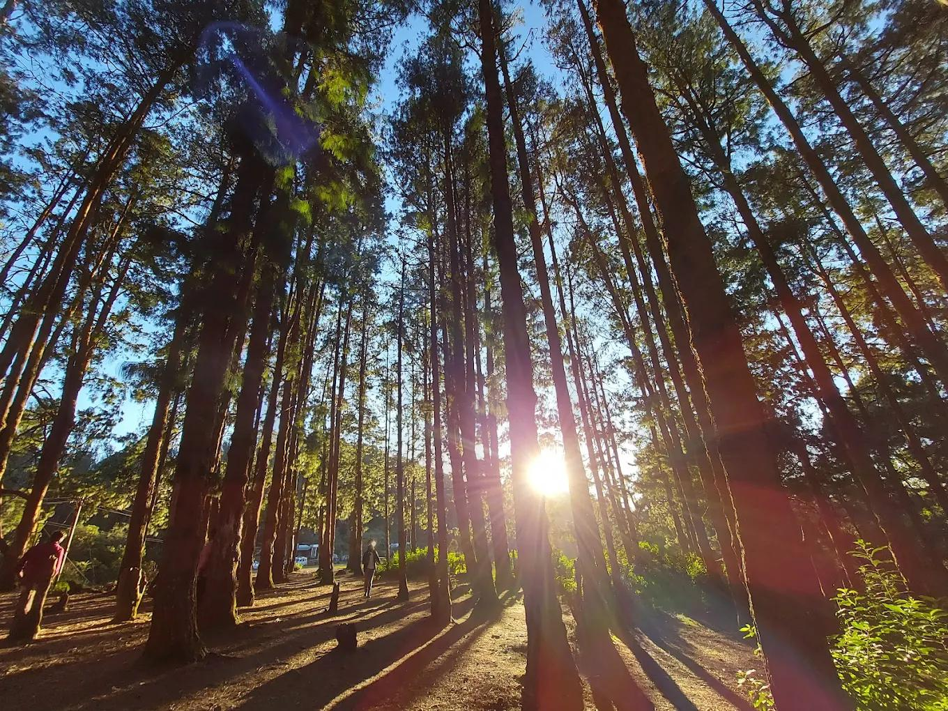 Pine Forest