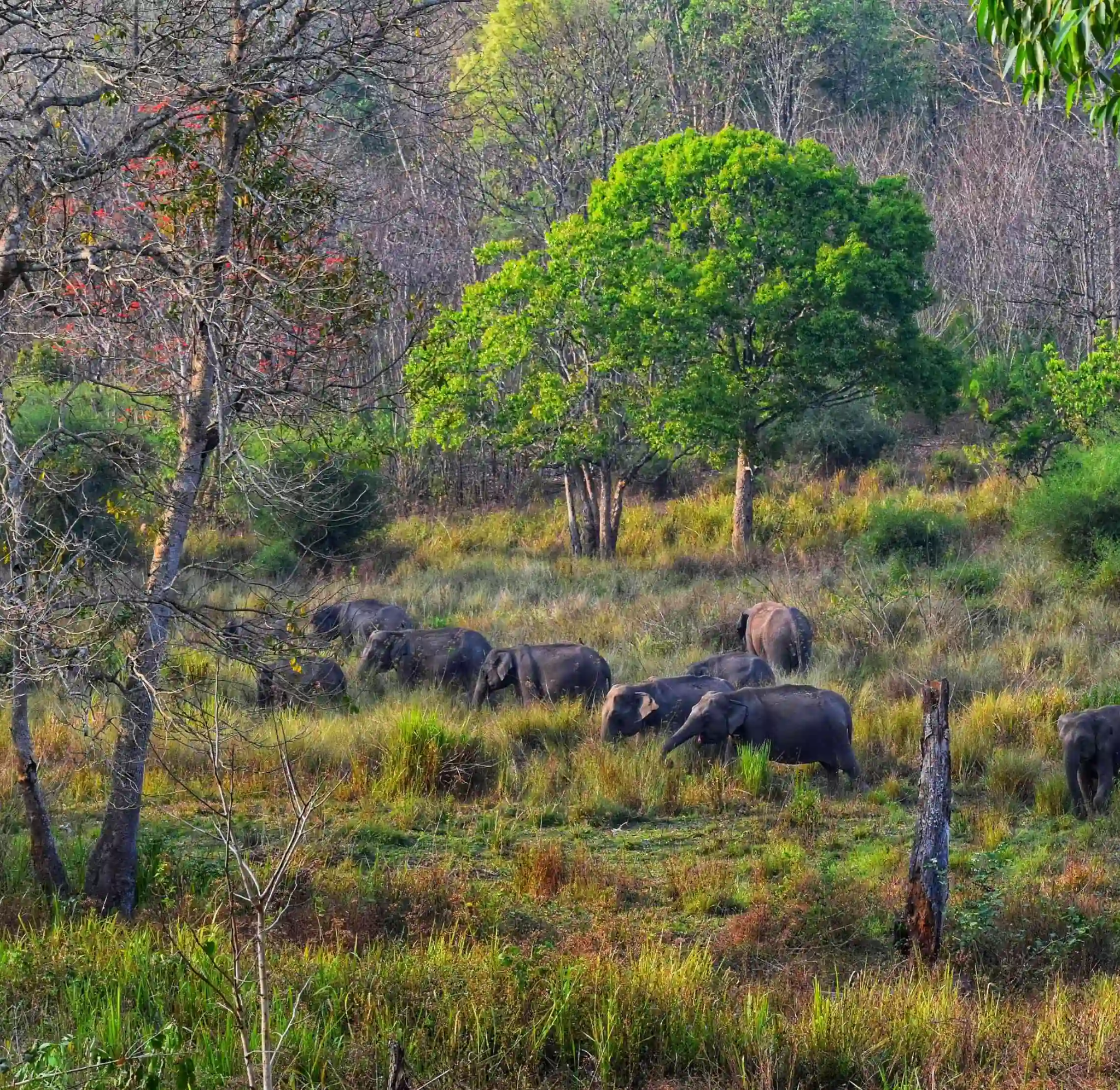 Wayanad Wildlife Sanctuary